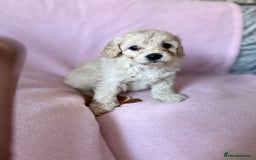 Labradoodle dogs for sale: Last three F1BB mini/toy labradoodle puppies  - Image 14