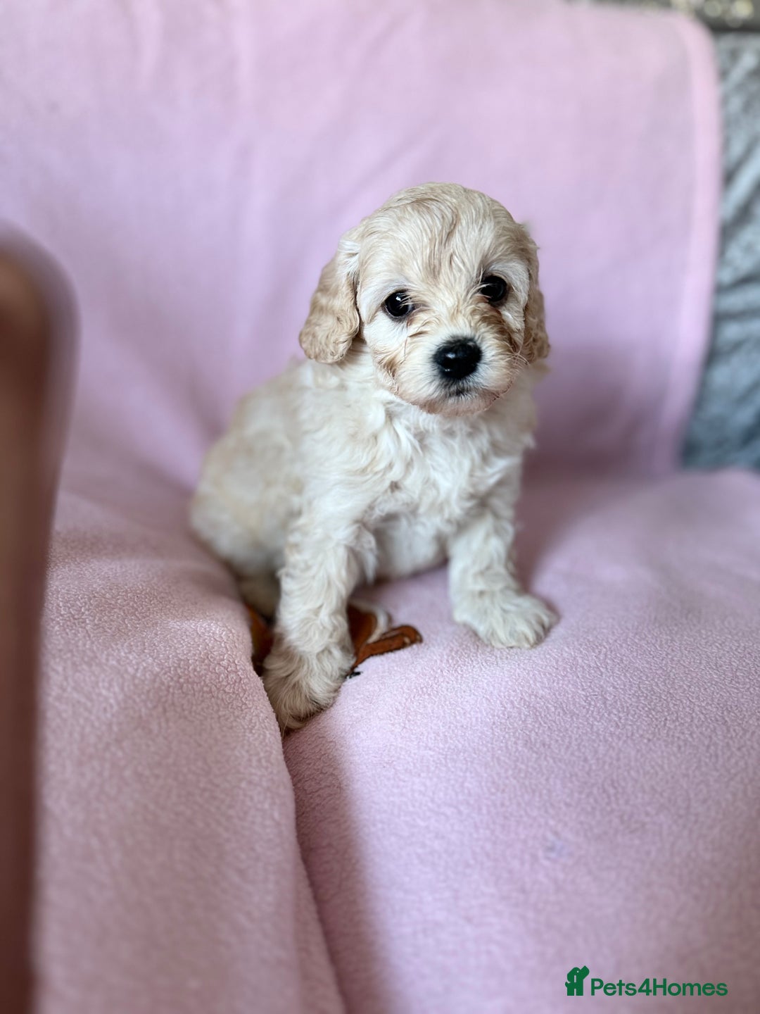 Labradoodle dogs for sale: Last three F1BB mini/toy labradoodle puppies  - Image 14