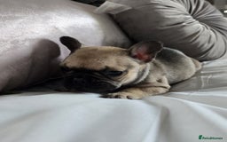 French Bulldog dogs for sale: French bulldog puppies  - Image 4
