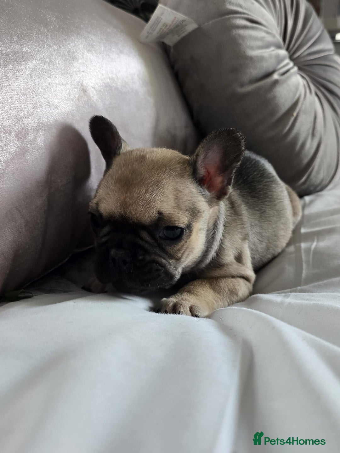 French Bulldog dogs for sale: French bulldog puppies  - Image 4