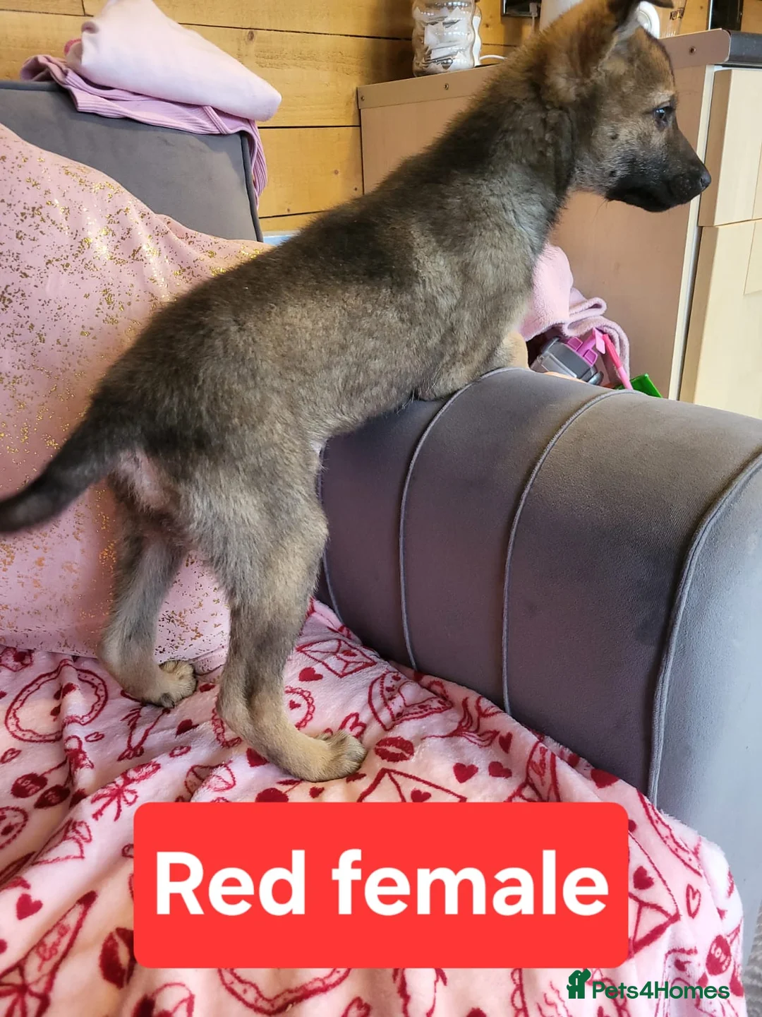 Golden Shepherd dogs for sale: Golden shepherd puppies  - Advert 5