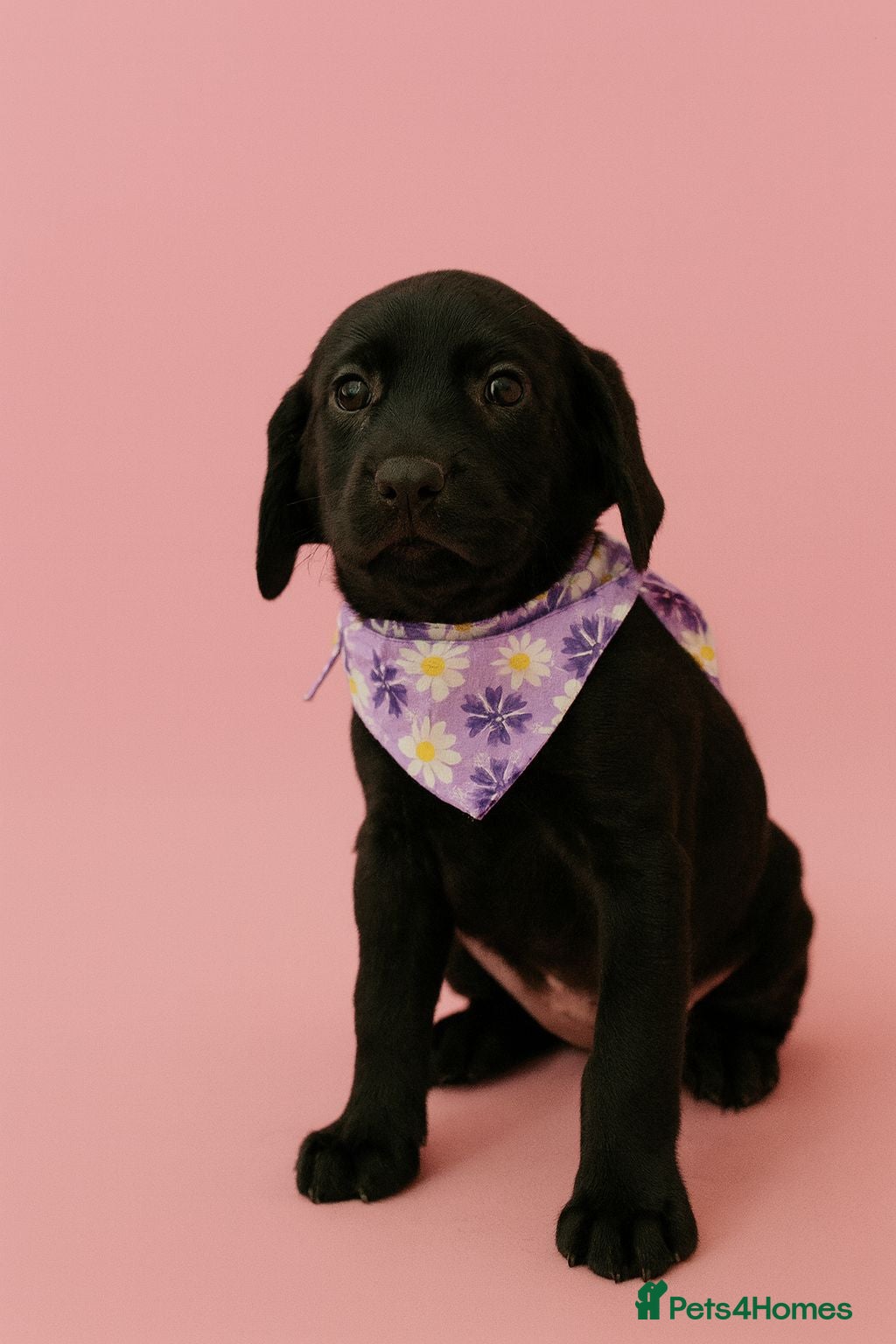 Labrador Retriever dogs 1 Girls Fully vaccinated Labrador Retriever pups - Advert 1