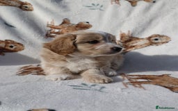 Maltipoo dogs for sale: Beautiful Maltipoo Babies - Image 7