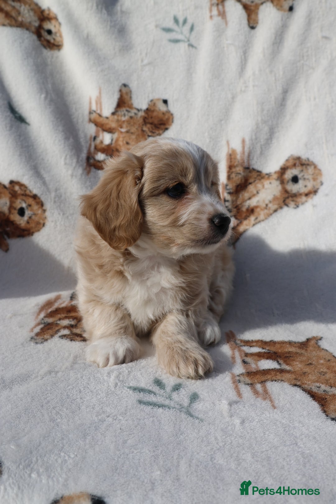 Maltipoo dogs for sale: Beautiful Maltipoo Babies - Image 7