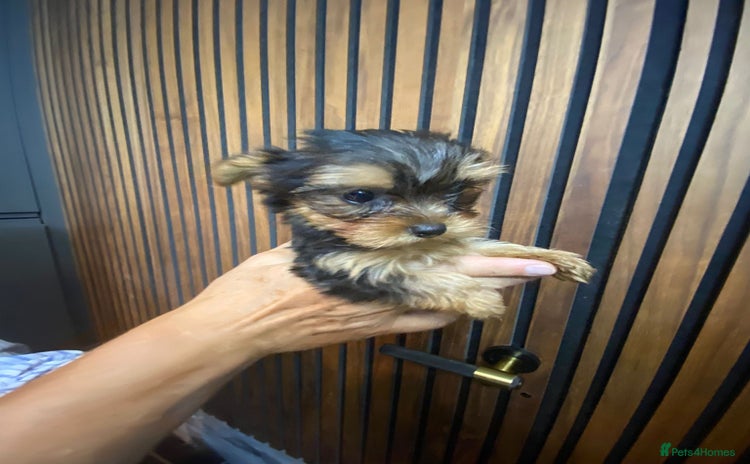 Yorkshire Terrier dogs - Advert 11