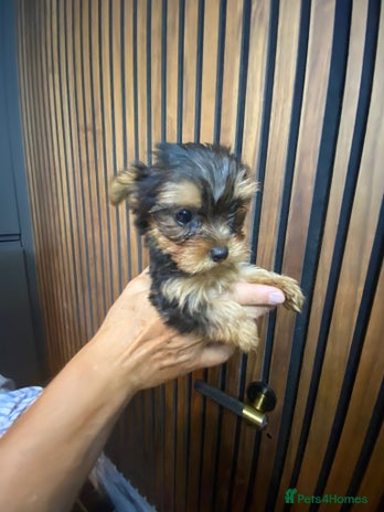 Yorkshire Terrier dogs - Advert 11