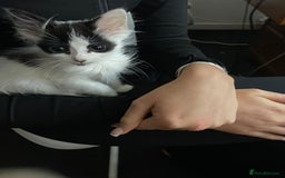 Mixed Breed cats for sale: Beautiful kittens Ready Now - Image 3