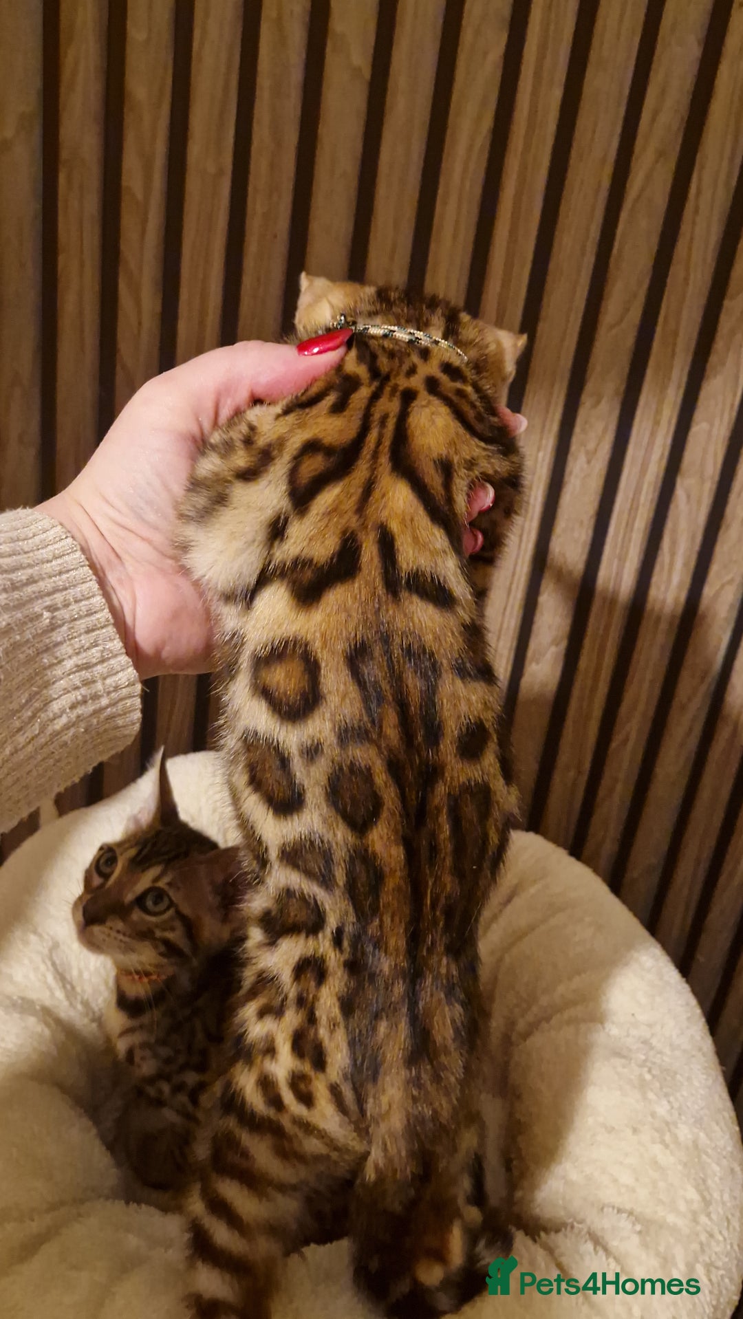 Bengal cats for sale: Beutifull kittens❤️ - Advert 5