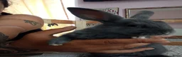 Mixed Breed rabbits for sale: RARE COLOURS - Beautiful baby rabbits  in Eastbourne - Advert 2