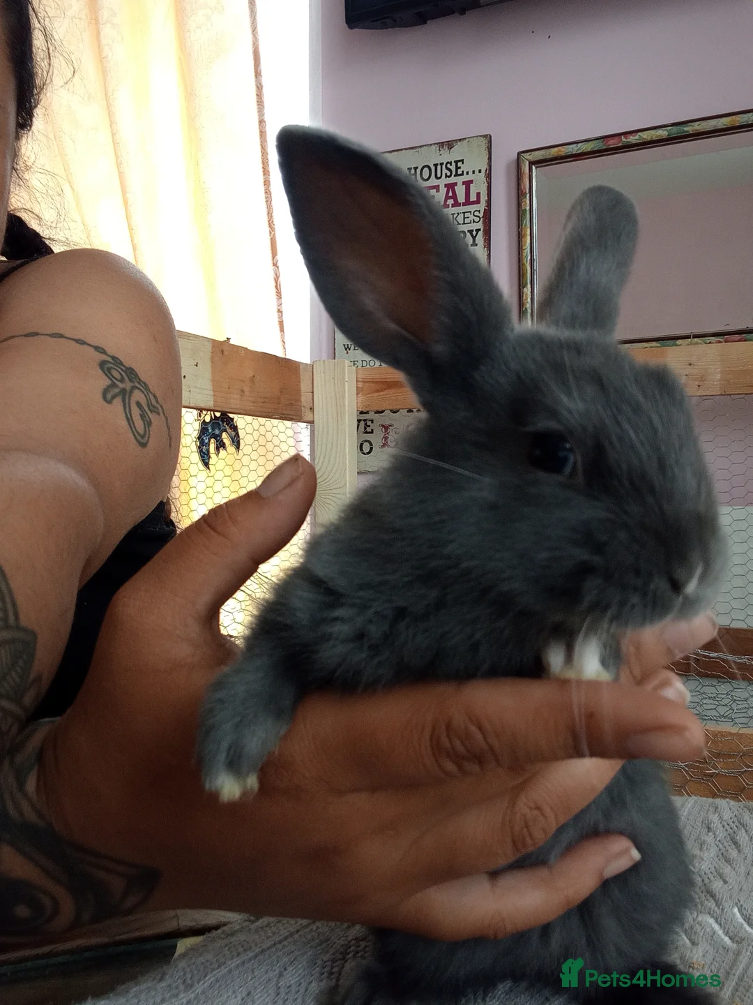 Mixed Breed rabbits for sale: RARE COLOURS - Beautiful baby rabbits  in Eastbourne - Advert 2