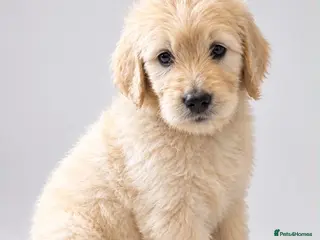 Goldendoodle dogs Goldendoodle girl 🩷 🐾 - Advert 1