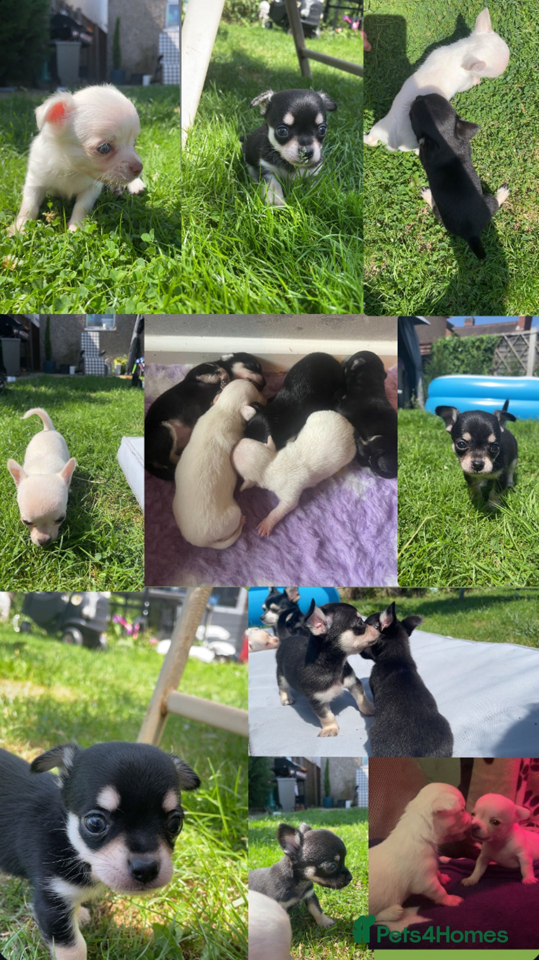 Chihuahua dogs for sale: Pure bred chihuahua pups for reserve - Image 1