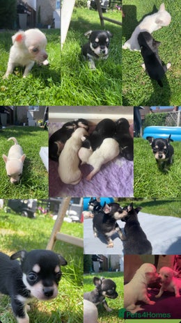 Chihuahua dogs - Advert 8