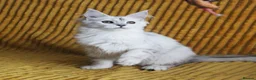 Maine Coon cats for sale: Pedigree Silver Shaded Beauties TICA Registered - Advert 10