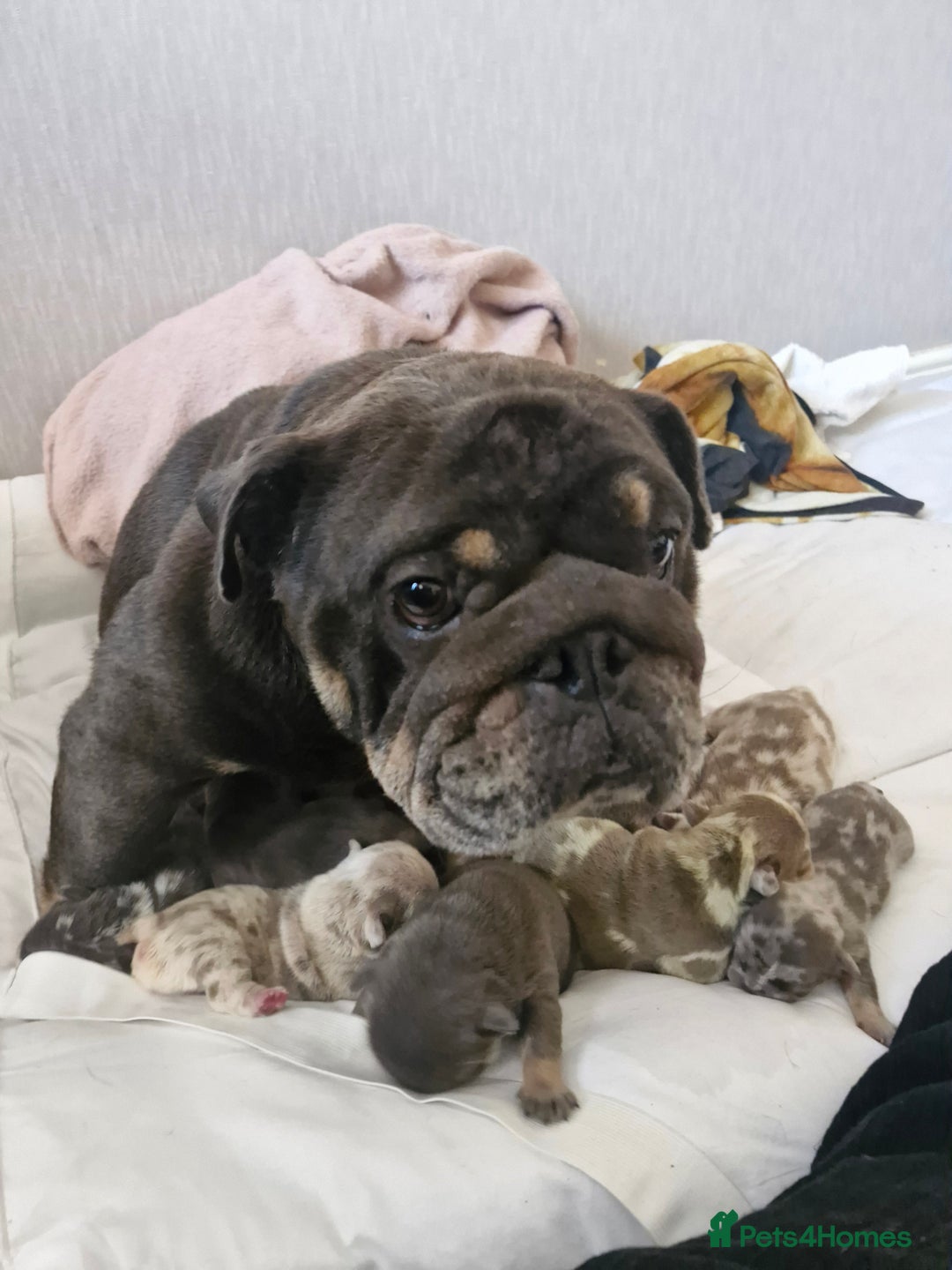 English Bulldog dogs for sale: Outstanding English bulldog puppies  - Image 11