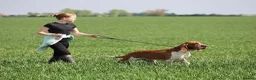 Bracco Italiano dogs for sale: Wonderful litter  - Advert 9