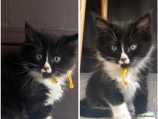 Mixed Breed cats - Advert 35