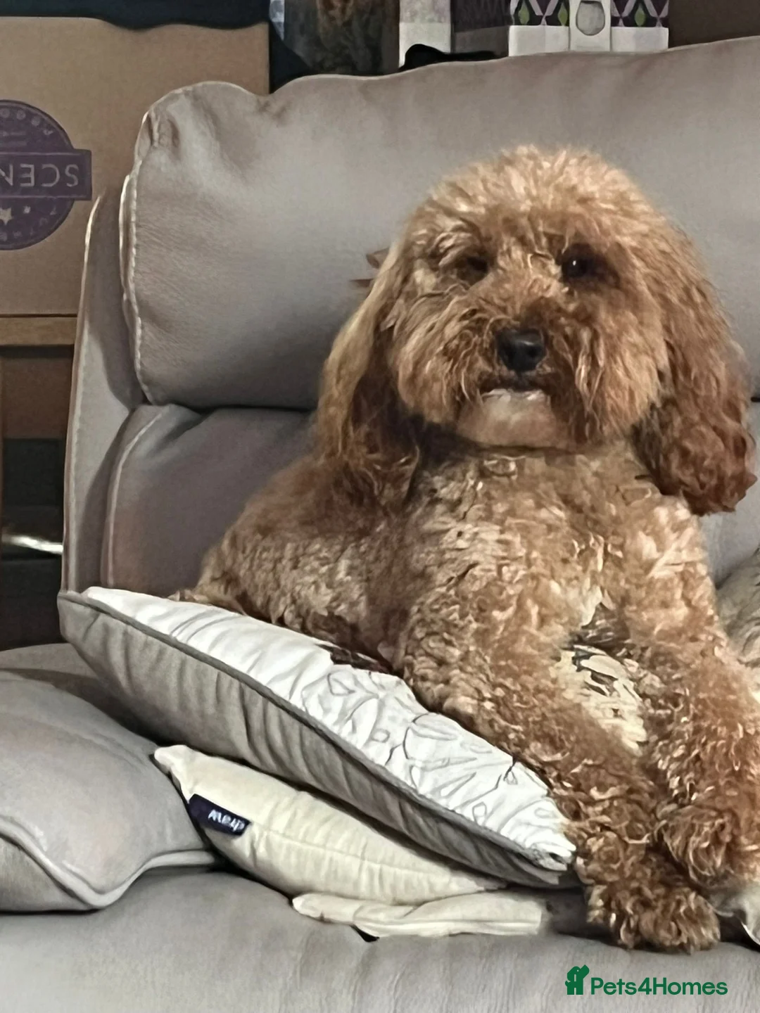 Cockapoo dogs for sale: Rare Black Tightly Curled Cockapoo Puppies - Advert 3