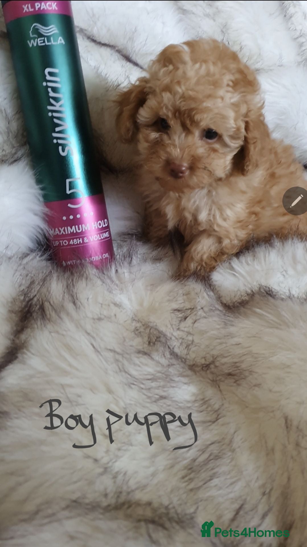 Toy Poodle dogs KC Toy Poodle puppies READY NOW, health tested - Advert 2