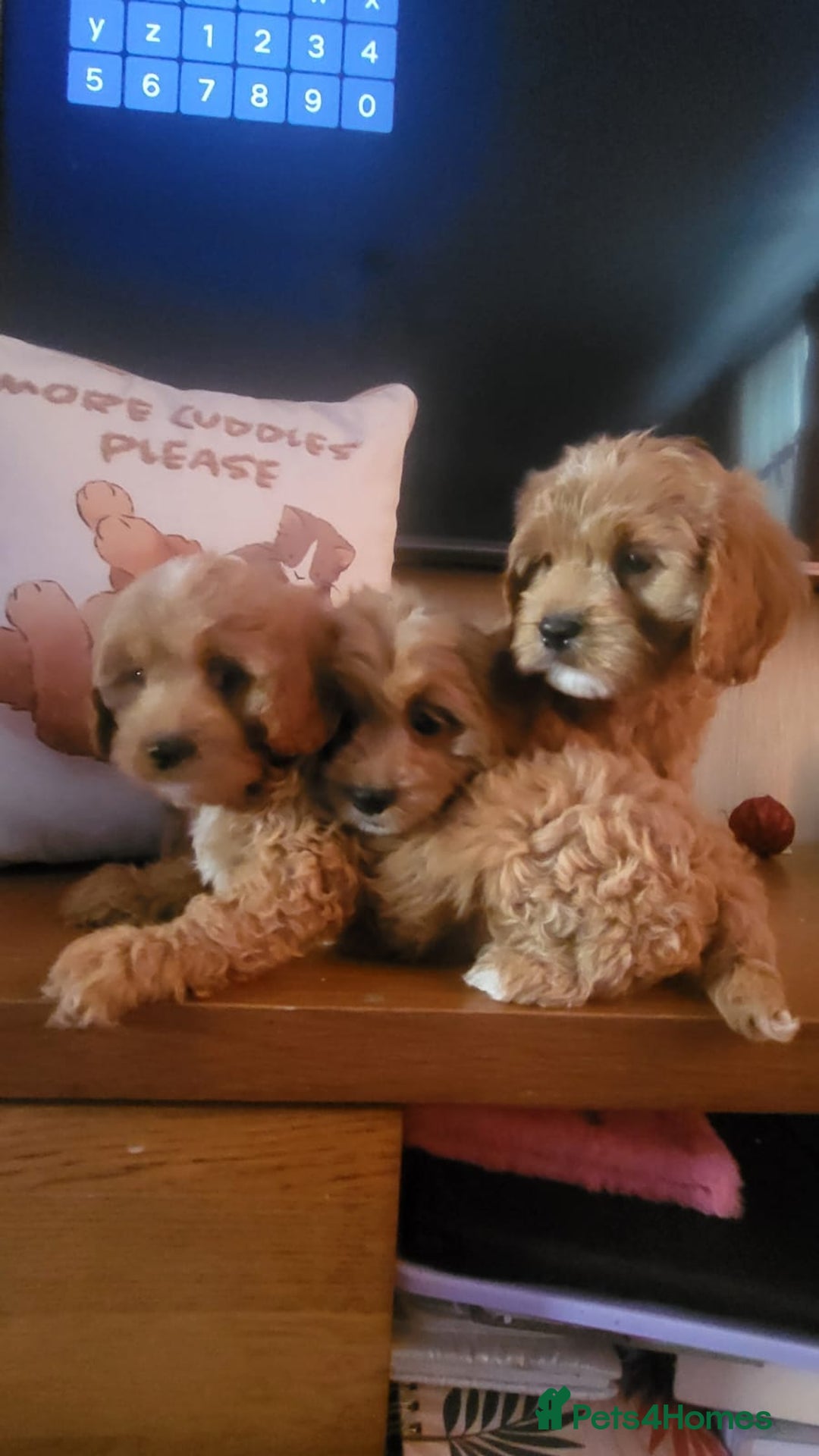 Cavapoo dogs for sale: Exquisite F1 Cavapoo Puppies - Advert 4