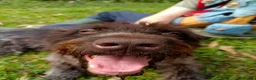 German Wirehaired Pointer dogs for adoption: Lucy, GWP Podenco cross, aged 3 - Advert 2