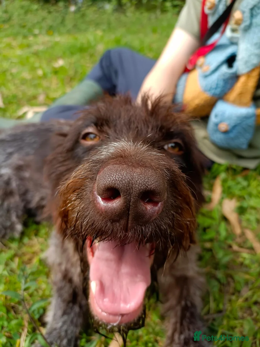 German Wirehaired Pointer dogs for adoption: Lucy, GWP Podenco cross, aged 3 - Advert 2