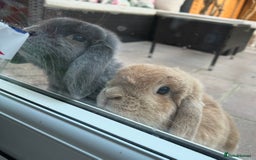 Mini Lop rabbits for sale: Pair of beautiful mini lops - Image 5
