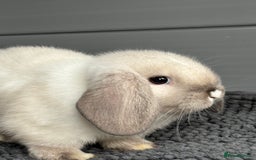 Mini Lop rabbits for sale: Beautiful female mini lop  - Image 2