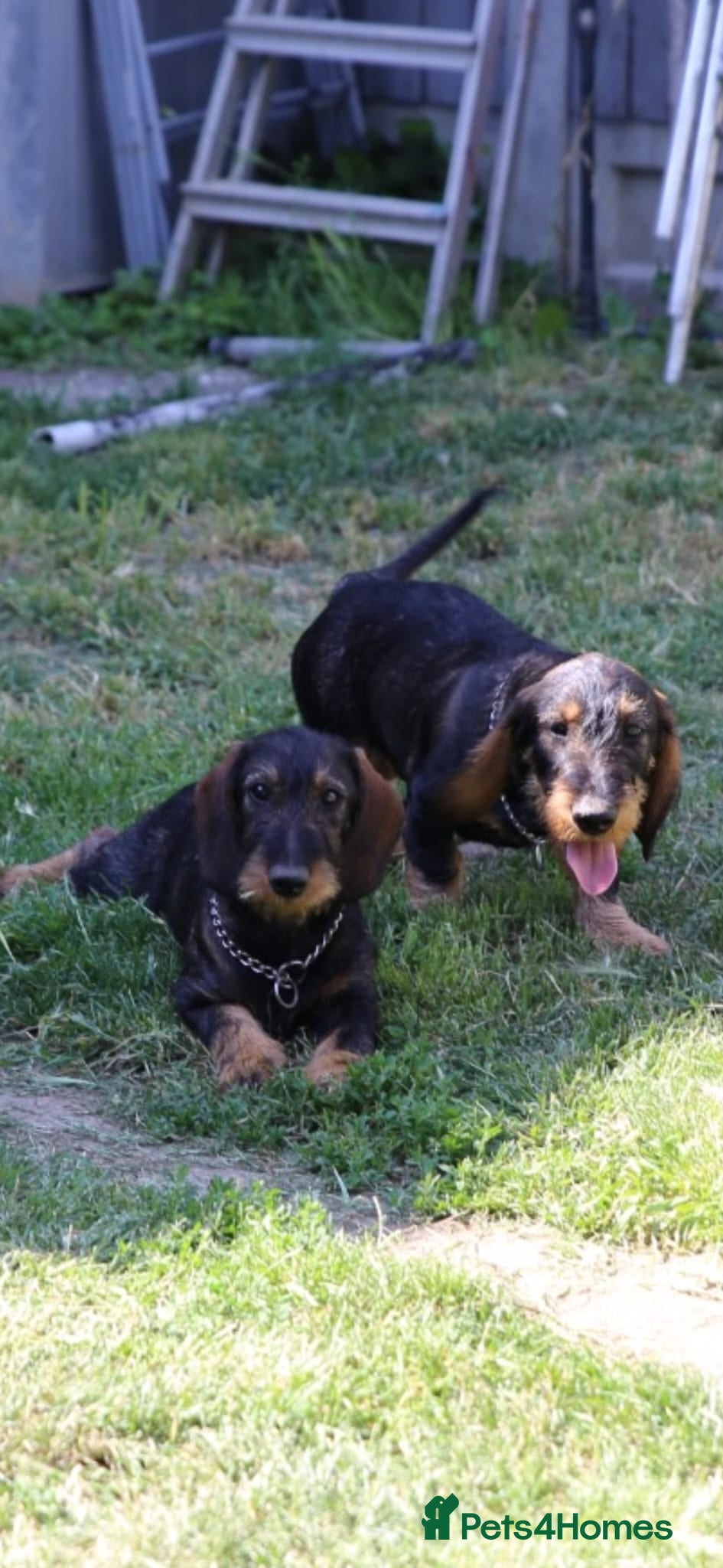 Dachshund dogs Standard Wirehaired Dachshund/Teckel Puppies - Advert 2