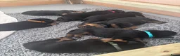 Rottweiler dogs for sale:     Premium KC Registered Rottweilers - Advert 14