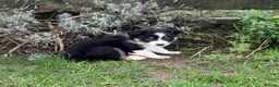 Border Collie dogs for sale: 🌟Beautiful Border Collies🌟 - Advert 5