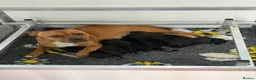 Staffordshire Bull Terrier dogs for sale: Chunky KC Registered Staffordshire Puppies - Advert 2