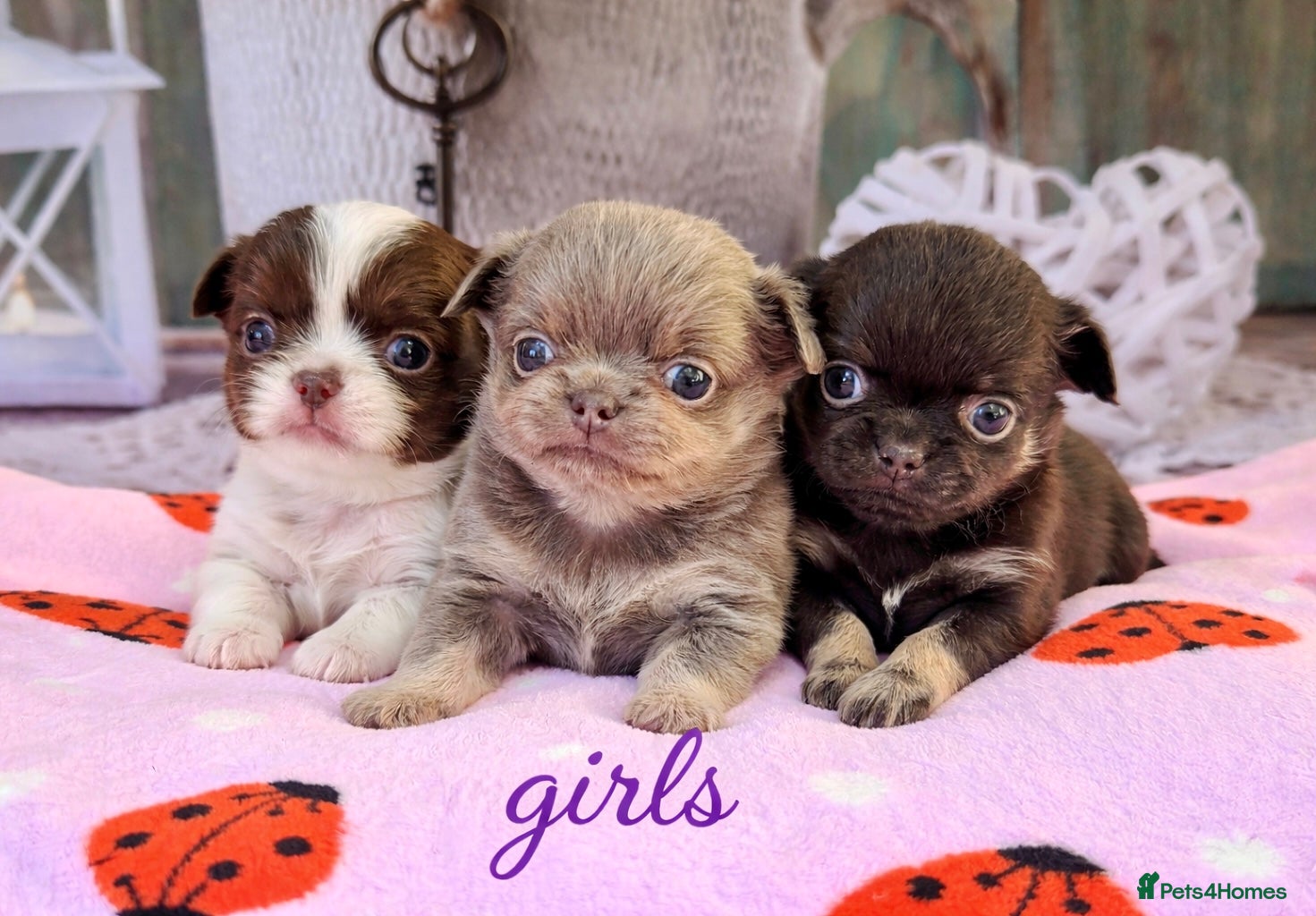 Chihuahua dogs for sale: 💜 Excotic long coated chihuahuas 💜 - Advert 1