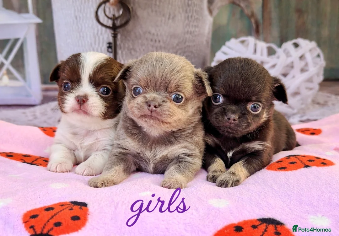 Chihuahua dogs for sale: 💜 Excotic long coated chihuahuas 💜 - Advert 1