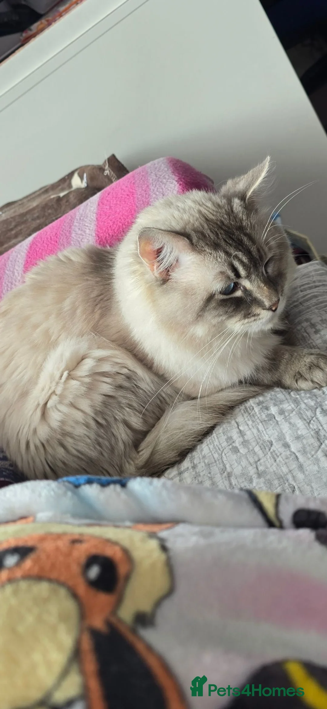 Ragdoll cats for sale: Ragdoll looking for new home  - Advert 2