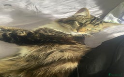 Maine Coon cats for sale: Casper  - Image 3