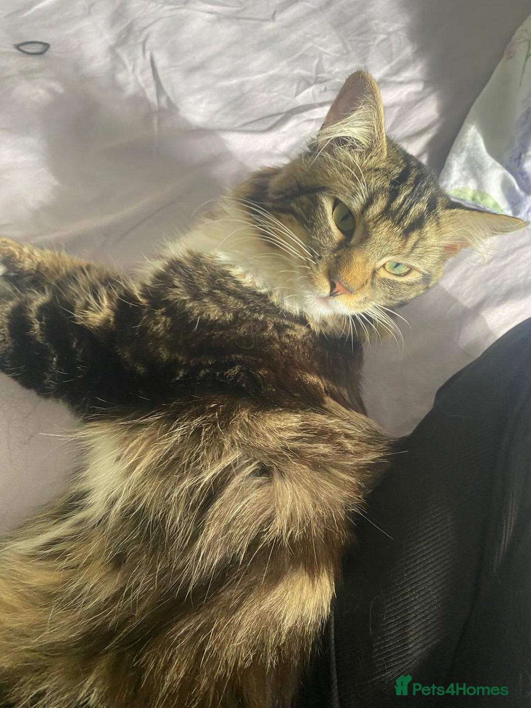 Maine Coon cats for sale: Casper  - Image 3