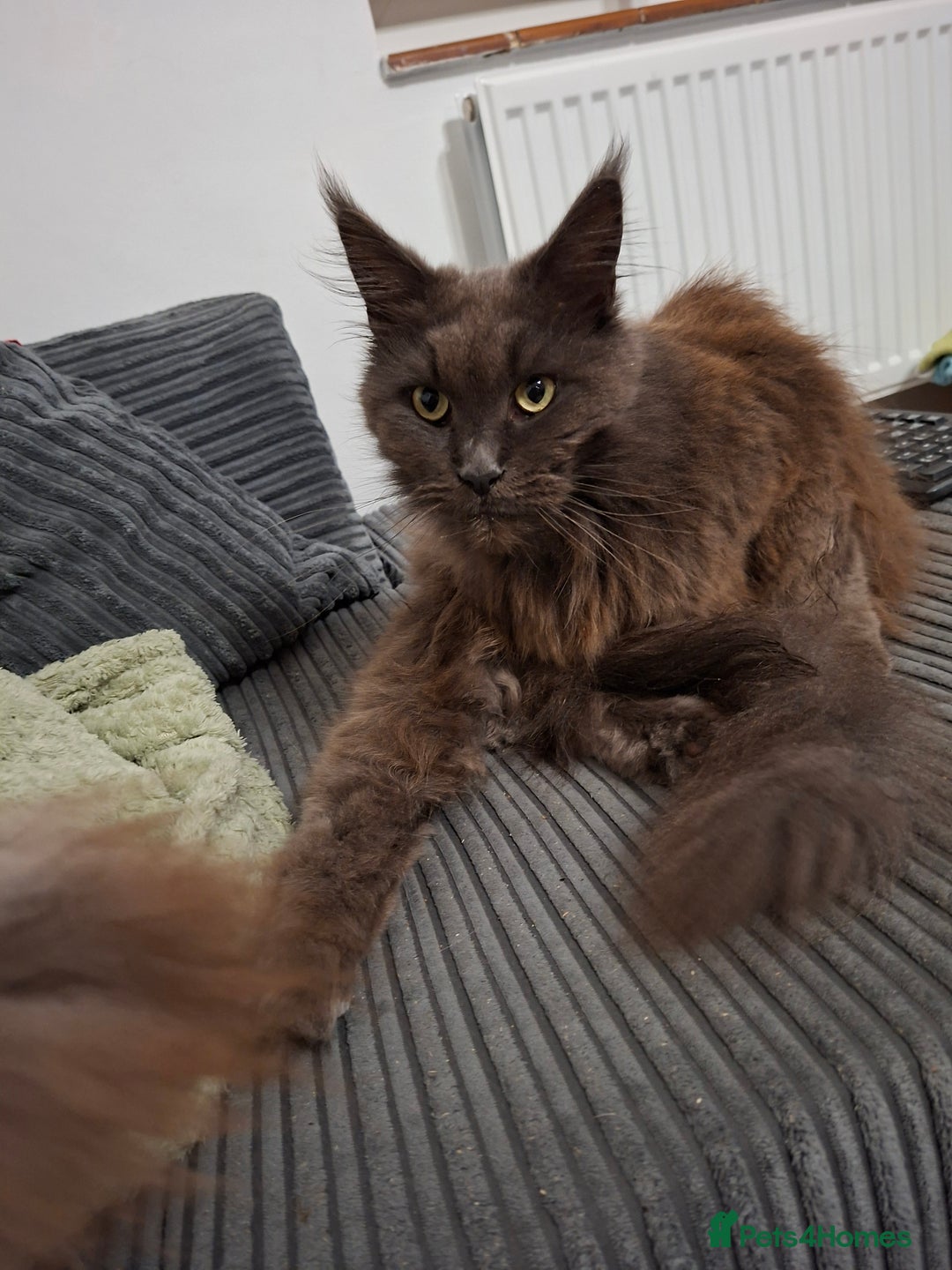 Maine Coon cats for sale: Maine Coon female - Advert 4