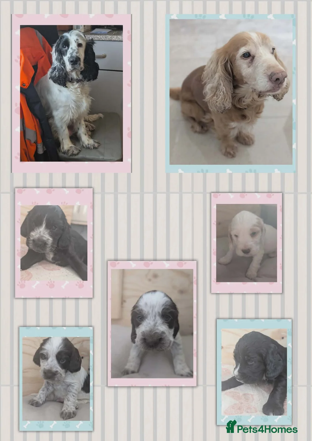 Cocker Spaniel dogs for sale: Full breed show cocker spaniels  in Willenhall - Advert 1