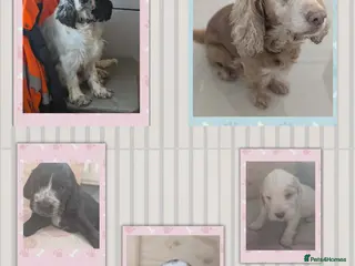 Cocker Spaniel dogs Full breed show cocker spaniels - Advert 1