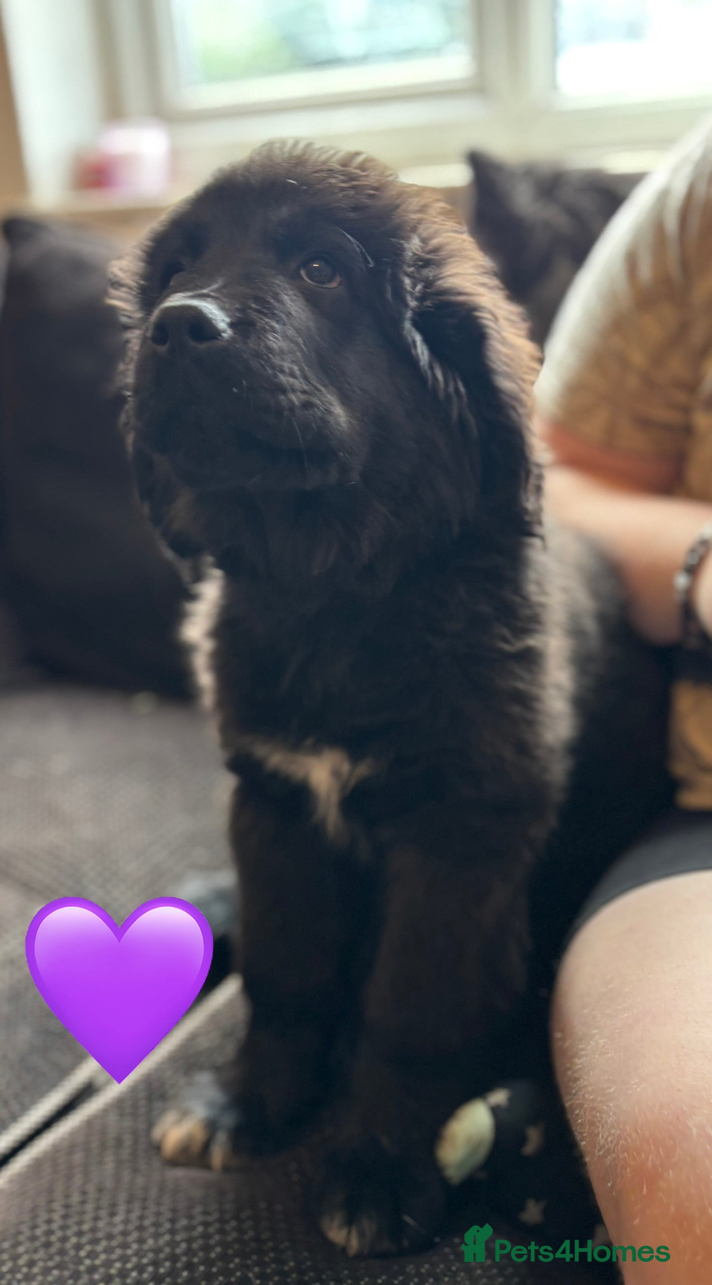 Mixed Breed dogs Ready now 🐾 boys and girls - Advert 1