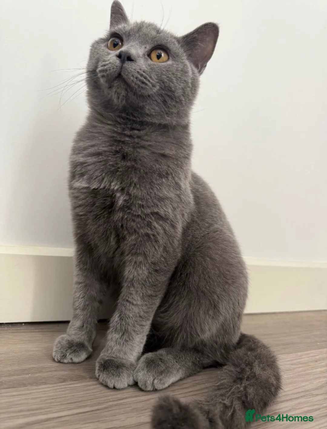 British Shorthair cats for sale: Gccf male  - Advert 1