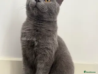 British Shorthair cats Gccf male - Advert 12