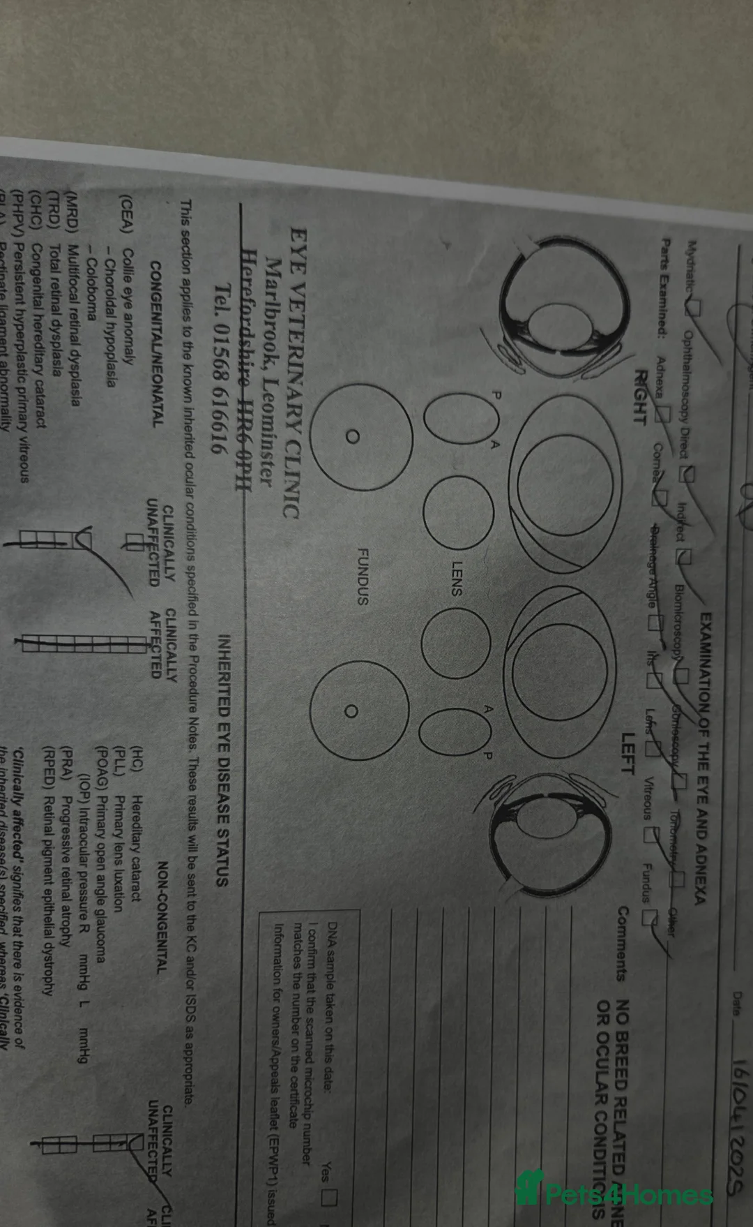 Cavalier King Charles Spaniel dogs for stud: Extensively health tested ruby STUD - Advert 16