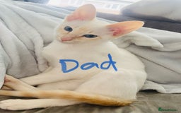 Siamese cats for sale: Siamese blue points  - Image 3