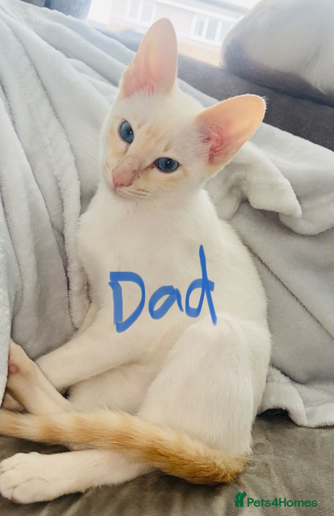 Siamese cats for sale: Siamese blue points  - Image 3