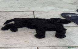 Cockapoo dogs for sale: F1 Cockapoo  - Image 2