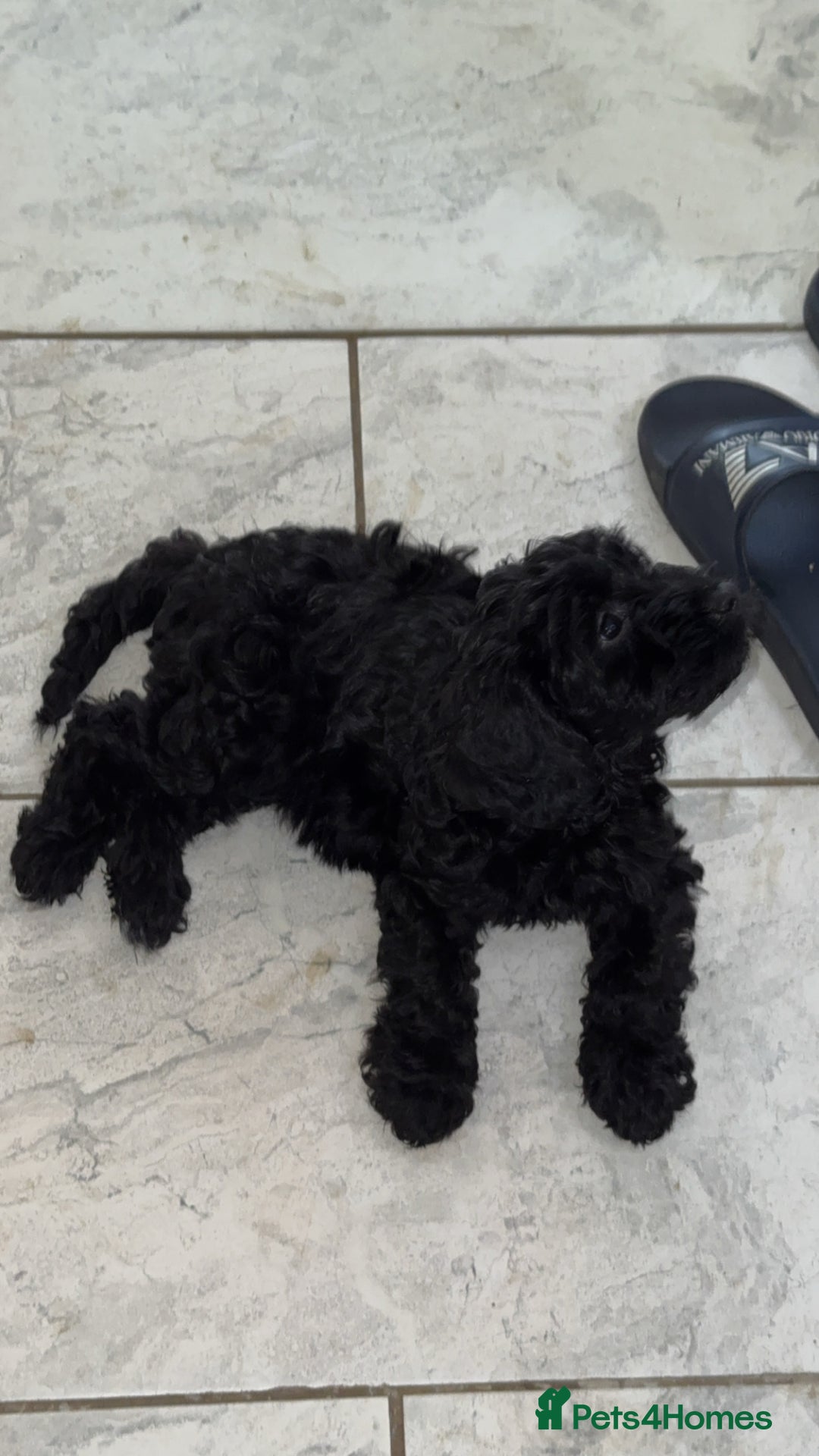 Cockapoo dogs for sale: F1 Cockapoo  - Image 2
