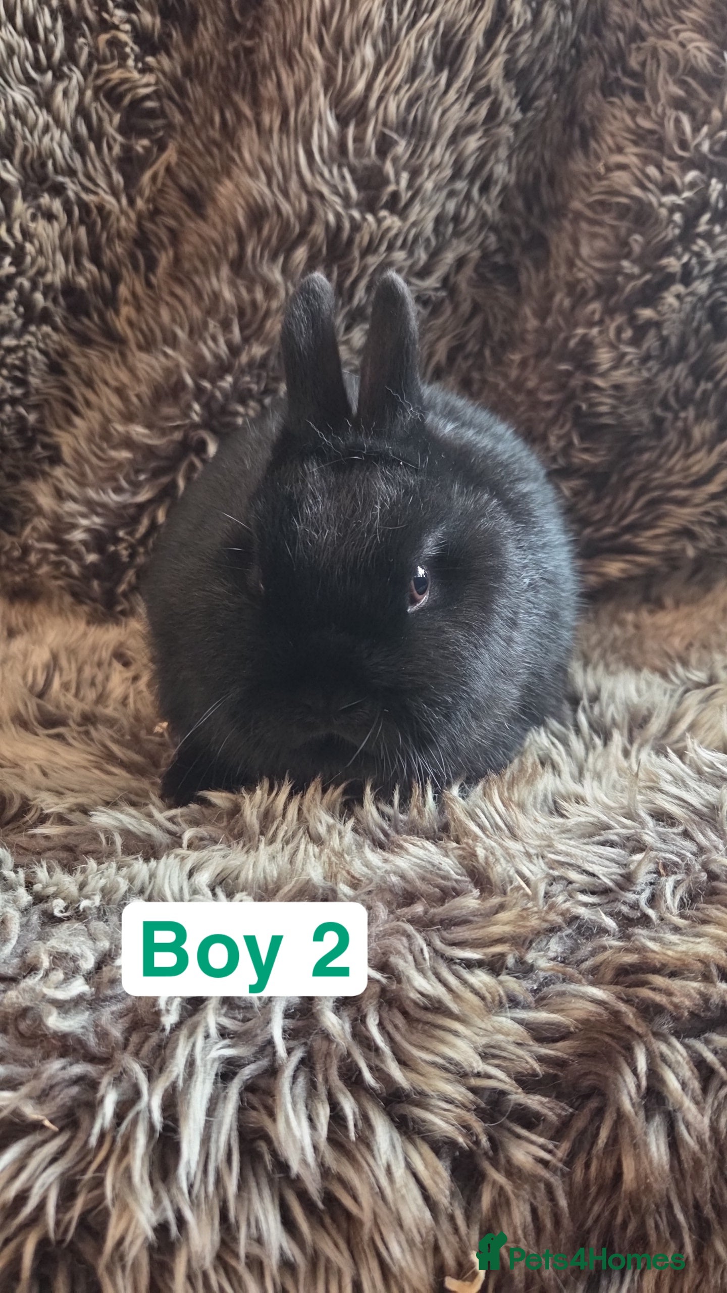 Netherland Dwarf rabbits Baby Netherland Dwarf *LAST ONE* - Advert 5
