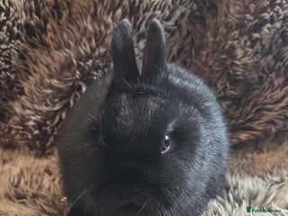 Netherland Dwarf rabbits Baby Netherland Dwarf *LAST ONE* - Advert 5